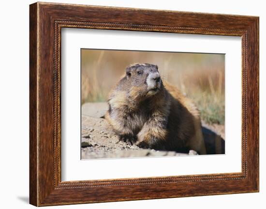 Olympic Marmot-DLILLC-Framed Photographic Print