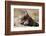 Olympic Marmot-DLILLC-Framed Photographic Print