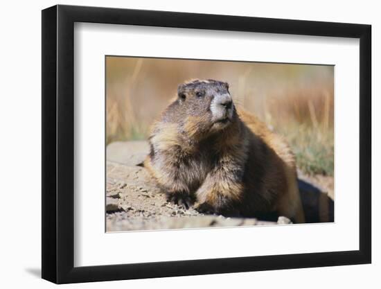 Olympic Marmot-DLILLC-Framed Photographic Print