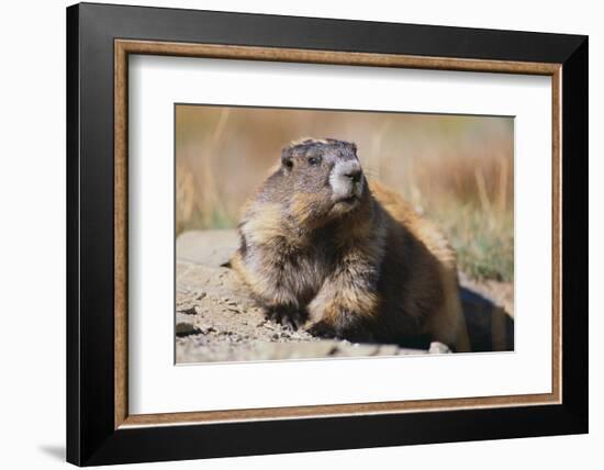 Olympic Marmot-DLILLC-Framed Photographic Print