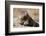 Olympic Marmot-DLILLC-Framed Photographic Print