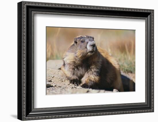 Olympic Marmot-DLILLC-Framed Photographic Print