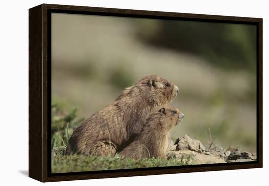 Olympic Marmots-DLILLC-Framed Premier Image Canvas