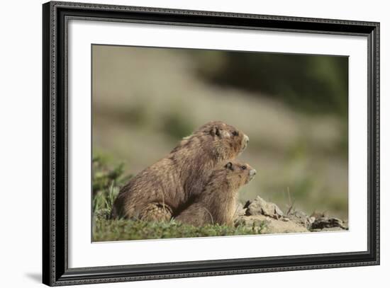 Olympic Marmots-DLILLC-Framed Photographic Print