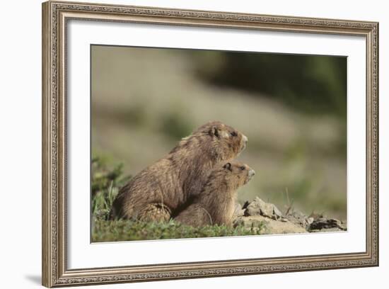 Olympic Marmots-DLILLC-Framed Photographic Print