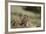 Olympic Marmots-DLILLC-Framed Photographic Print