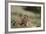 Olympic Marmots-DLILLC-Framed Photographic Print