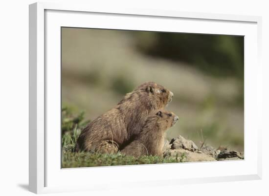 Olympic Marmots-DLILLC-Framed Photographic Print