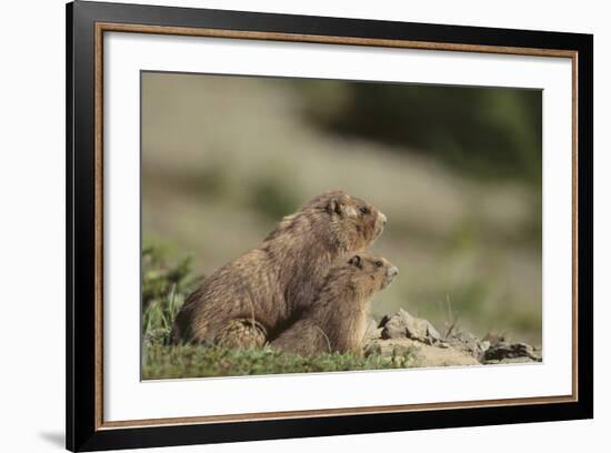 Olympic Marmots-DLILLC-Framed Photographic Print