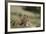 Olympic Marmots-DLILLC-Framed Photographic Print