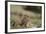 Olympic Marmots-DLILLC-Framed Photographic Print