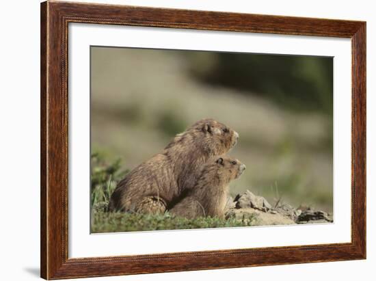 Olympic Marmots-DLILLC-Framed Photographic Print