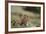 Olympic Marmots-DLILLC-Framed Photographic Print