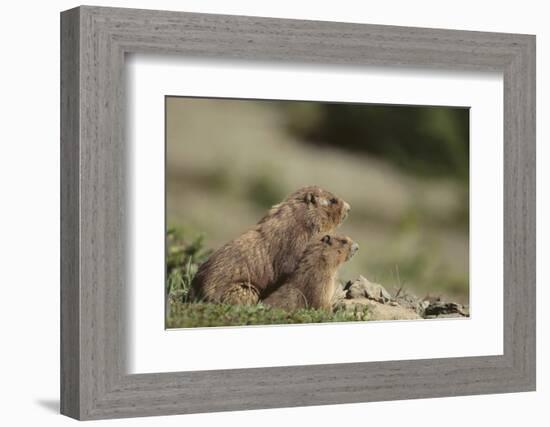 Olympic Marmots-DLILLC-Framed Photographic Print