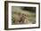 Olympic Marmots-DLILLC-Framed Photographic Print