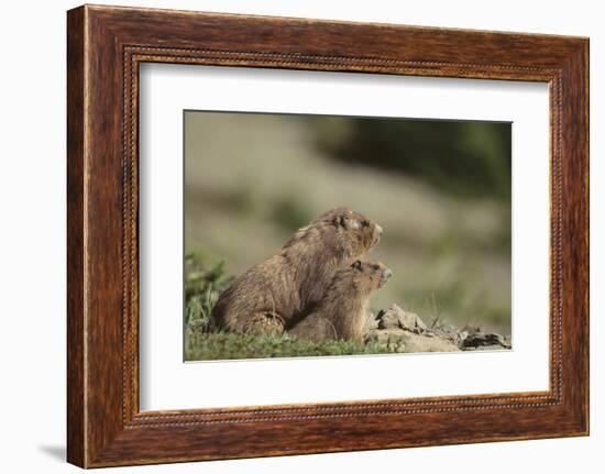 Olympic Marmots-DLILLC-Framed Photographic Print