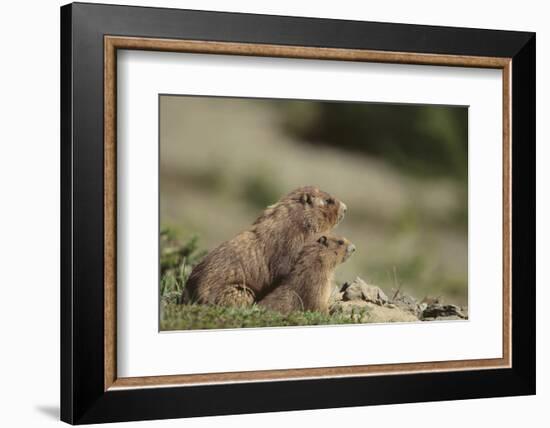 Olympic Marmots-DLILLC-Framed Photographic Print