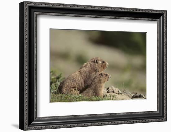 Olympic Marmots-DLILLC-Framed Photographic Print