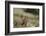 Olympic Marmots-DLILLC-Framed Photographic Print