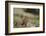 Olympic Marmots-DLILLC-Framed Photographic Print