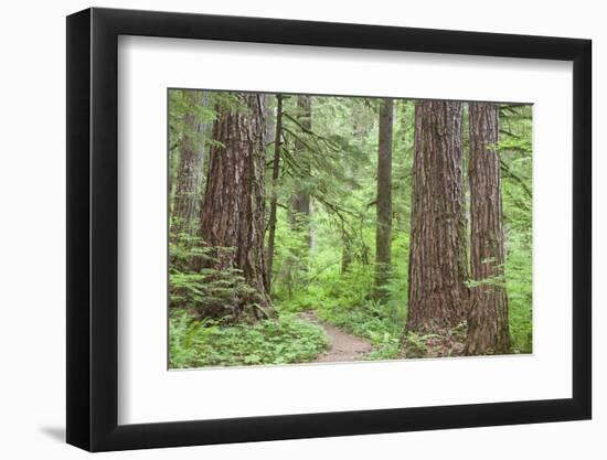 Olympic National Forest Trail Through the Forest Washington, USA-Jaynes Gallery-Framed Photographic Print