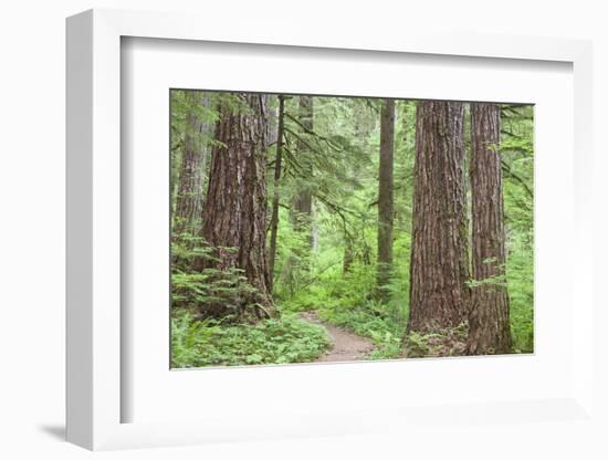 Olympic National Forest Trail Through the Forest Washington, USA-Jaynes Gallery-Framed Photographic Print