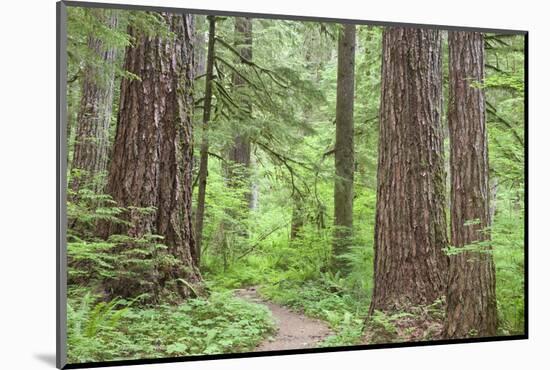 Olympic National Forest Trail Through the Forest Washington, USA-Jaynes Gallery-Mounted Photographic Print