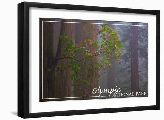 Olympic National Park - Forest Scene-Lantern Press-Framed Art Print