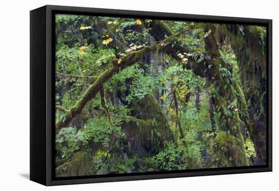 Olympic National Park, Hoh River Valley-Ken Archer-Framed Premier Image Canvas