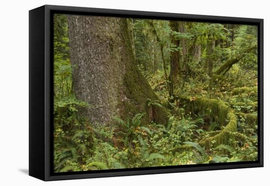 Olympic National Park, Hoh River Valley-Ken Archer-Framed Premier Image Canvas