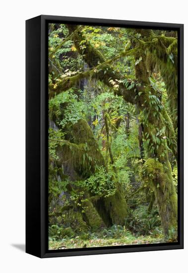 Olympic National Park, Hoh River Valley-Ken Archer-Framed Premier Image Canvas