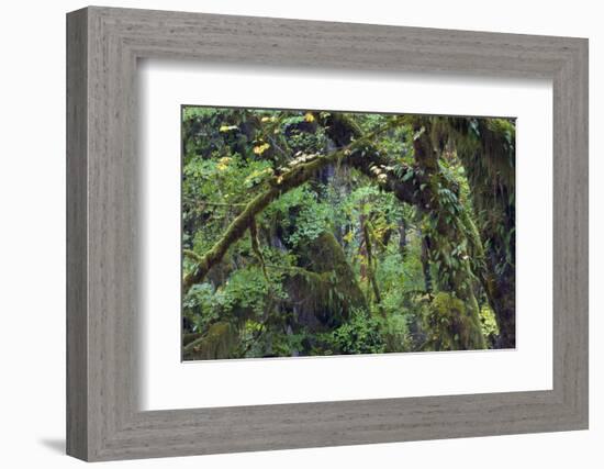 Olympic National Park, Hoh River Valley-Ken Archer-Framed Photographic Print