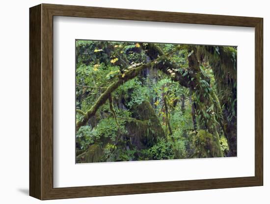 Olympic National Park, Hoh River Valley-Ken Archer-Framed Photographic Print