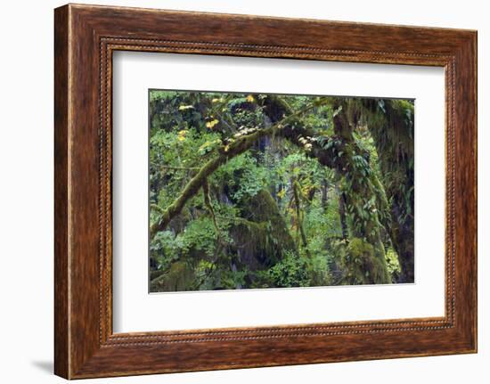 Olympic National Park, Hoh River Valley-Ken Archer-Framed Photographic Print