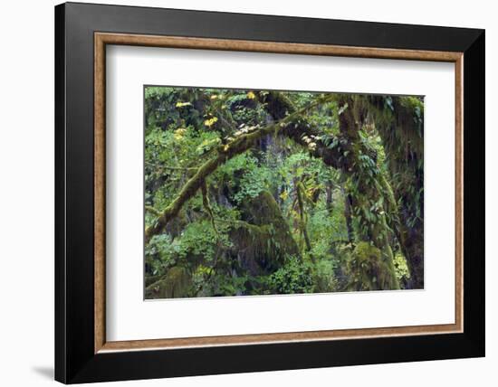 Olympic National Park, Hoh River Valley-Ken Archer-Framed Photographic Print