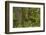 Olympic National Park, Hoh River Valley-Ken Archer-Framed Photographic Print