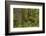 Olympic National Park, Hoh River Valley-Ken Archer-Framed Photographic Print