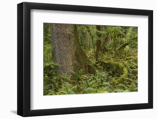 Olympic National Park, Hoh River Valley-Ken Archer-Framed Photographic Print