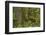 Olympic National Park, Hoh River Valley-Ken Archer-Framed Photographic Print