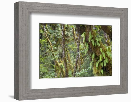 Olympic National Park, Hoh River Valley-Ken Archer-Framed Photographic Print