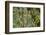 Olympic National Park, Hoh River Valley-Ken Archer-Framed Photographic Print