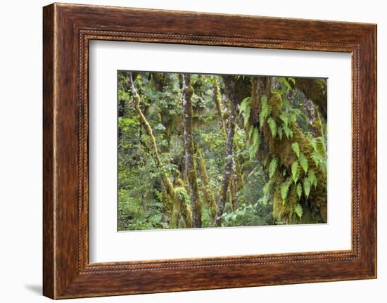 Olympic National Park, Hoh River Valley-Ken Archer-Framed Photographic Print