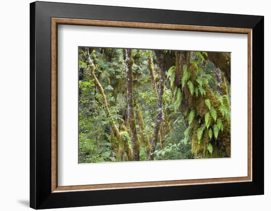 Olympic National Park, Hoh River Valley-Ken Archer-Framed Photographic Print