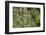 Olympic National Park, Hoh River Valley-Ken Archer-Framed Photographic Print