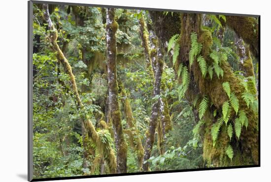 Olympic National Park, Hoh River Valley-Ken Archer-Mounted Photographic Print