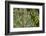 Olympic National Park, Hoh River Valley-Ken Archer-Framed Photographic Print