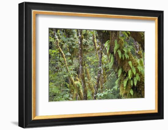 Olympic National Park, Hoh River Valley-Ken Archer-Framed Photographic Print