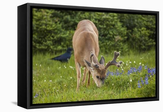 Olympic National Park, Hurricane Ridge. Black Tail Buck and Raven in the Meadow-Michael Qualls-Framed Premier Image Canvas