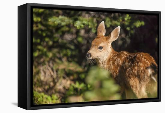 Olympic National Park, Hurricane Ridge. Black Tail Deer Fawn, Cirque Rim Loop-Michael Qualls-Framed Premier Image Canvas
