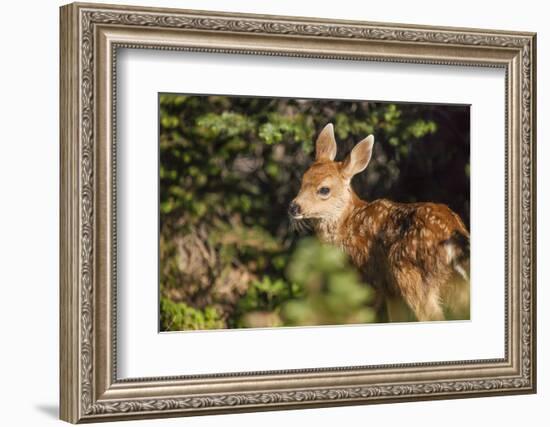 Olympic National Park, Hurricane Ridge. Black Tail Deer Fawn, Cirque Rim Loop-Michael Qualls-Framed Photographic Print